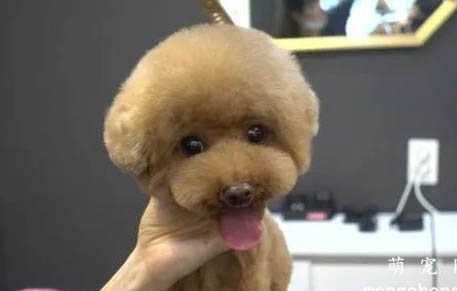 貴賓犬可以吃雞蛋黃嗎