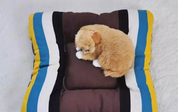 如何教狗狗上廁所大小便
