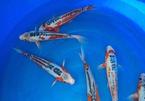 錦鯉魚趴缸的原因及處理方法