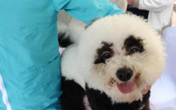 比熊幼犬狗糧泡多久