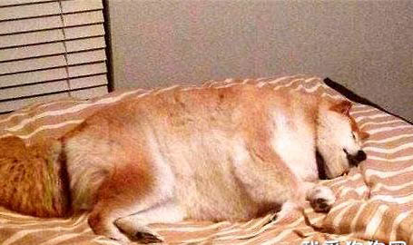 狗狗泌尿感染有哪些癥狀