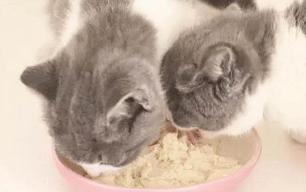貓咪懷孕特征