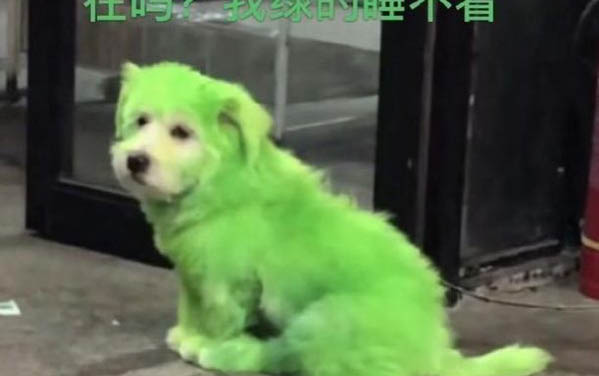 小狗需要打什么疫苗?