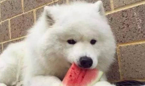 狗狗拉稀禁食多久可以喂食