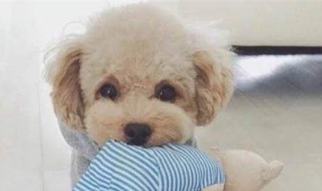 狗狗可以喝冰水嗎?