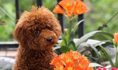 貴賓犬只認一個主人嗎?