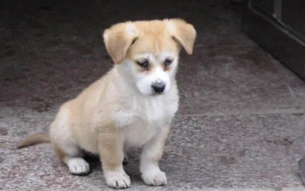 狗狗身上為什么會有寄生蟲啊