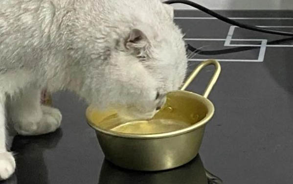 三四個月的貓很瘋