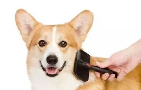 狗狗可以吃什么雞腿嗎