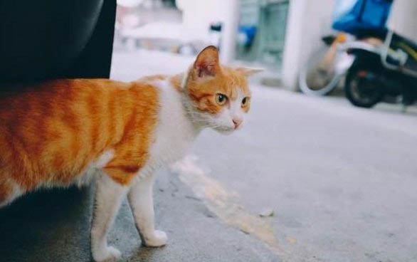 小貓又吐又拉稀怎么辦