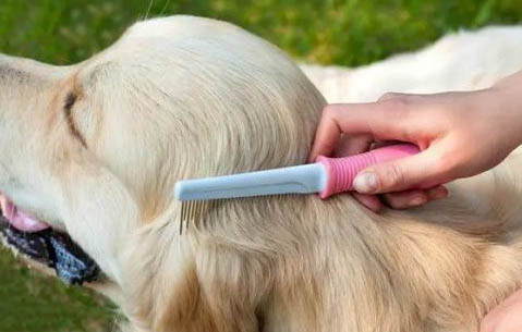 狗狗老是流眼淚怎么回事啊?