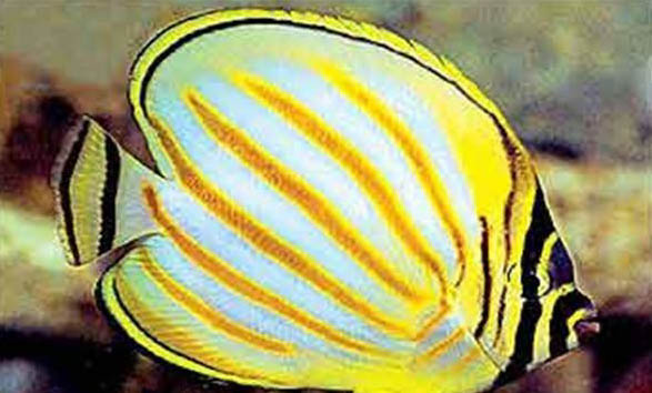 如何養金魚才不用氧氣