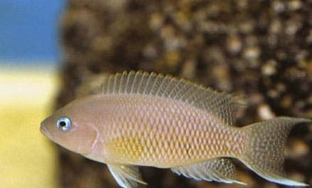 淡水魚的種類大全