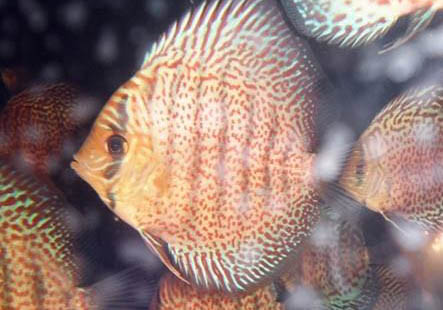 家養甲魚冬天怎么養才不會死