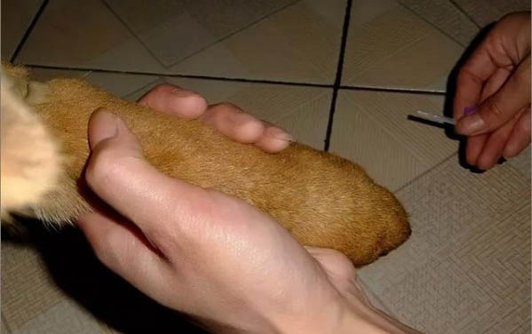 狗狗狂犬病發作癥狀有哪些