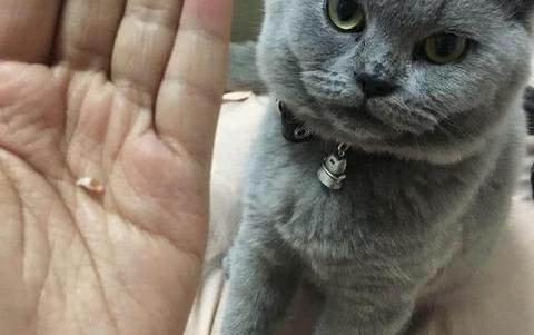 貓咪腎衰竭的早期癥狀表現