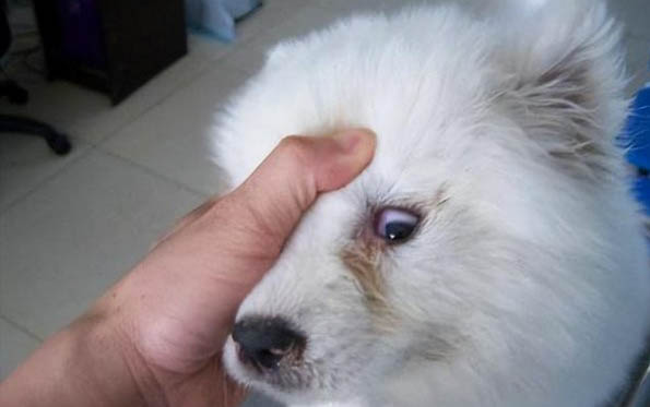 狗狗打胎藥有哪些