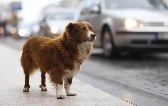 狗狗坐月子吃什么食物比較好