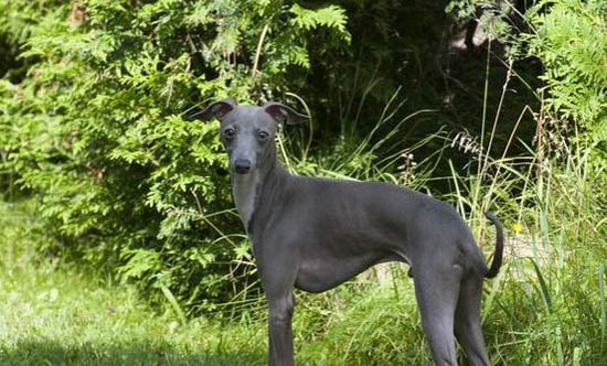 靈緹犬多少錢一只