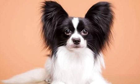 不純種蝴蝶犬價格多少