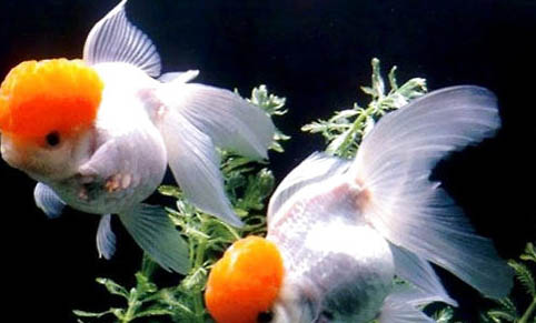 金魚死亡原因及處理方法