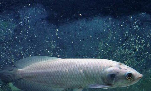 觀賞魚春季多發疾病有哪些