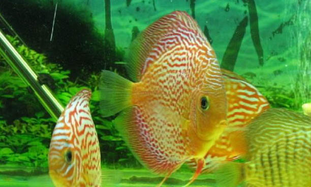 如何盡量避免魚缸養魚死亡