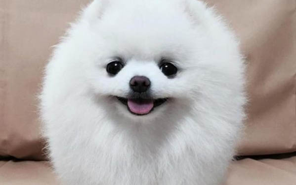 狗狗拉稀有血絲怎么回事