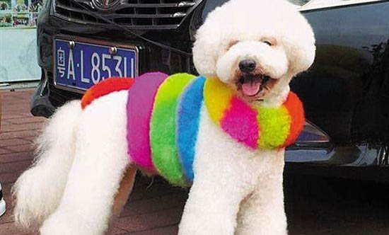 什么是假性犬瘟熱