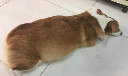 柯基和柴犬哪個好養?