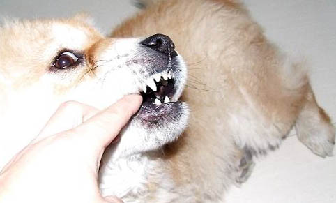 哪里有高加索幼犬出售