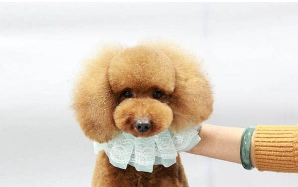 兩個月的狗狗可以洗澡嗎?