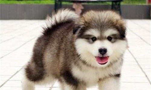 棉花面紗犬哪里有賣