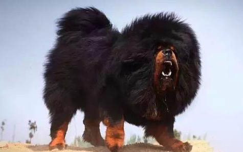 養柴犬注意事項都有哪些
