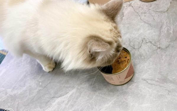 小貓流膿封眼怎么辦用什么藥
