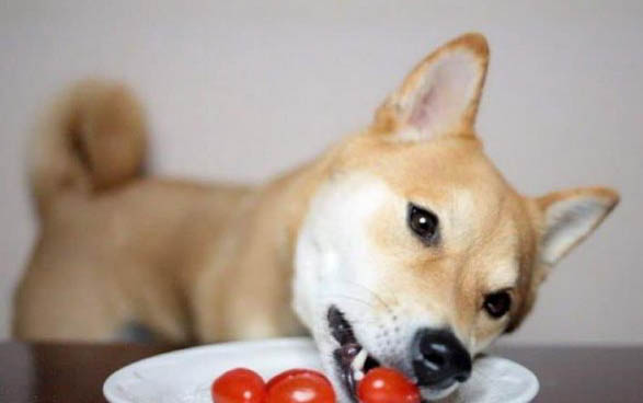 狗狗壽命排行榜前十名
