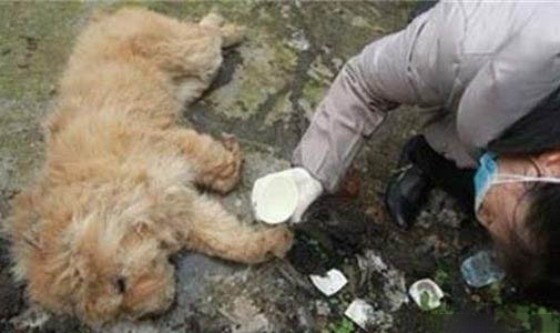 讓狗爪子撓出輕微劃痕