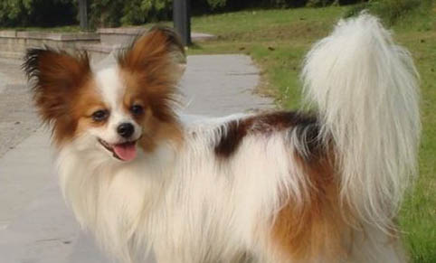 蝴蝶犬優(yōu)缺點分析