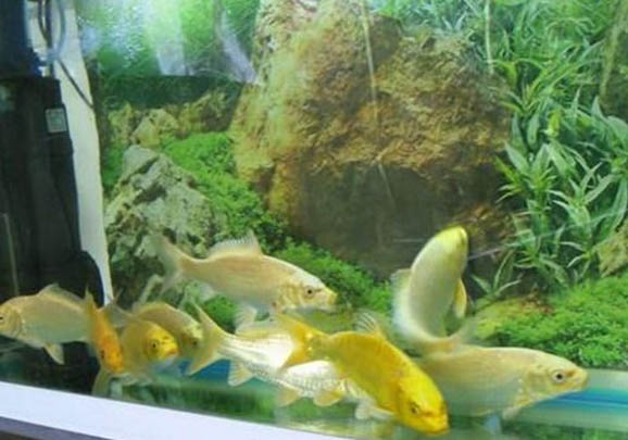 熱帶魚可以和錦鯉一起養(yǎng)嗎
