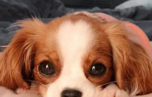 維希拉獵犬吐清水的原因及處理方法