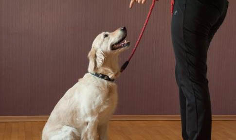 寵物犬有哪些品種