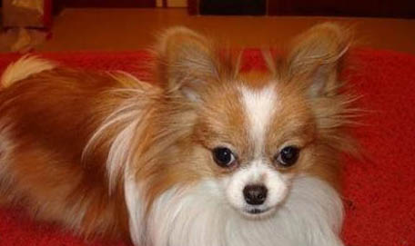 蝴蝶犬優(yōu)缺點分析