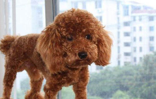 如何挑選合適狗糧
