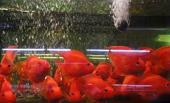 全美迷你鸚鵡從幼苗到成魚(yú)要多久