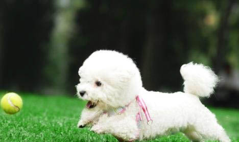 如何訓練幼犬上廁所