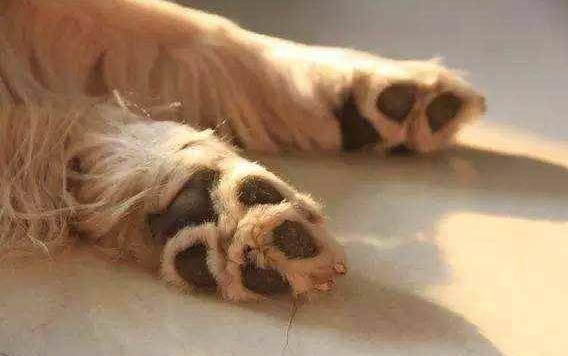 狗尿為什么那么臭