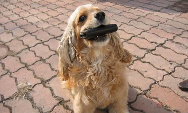 犬貓尿道口紅腫