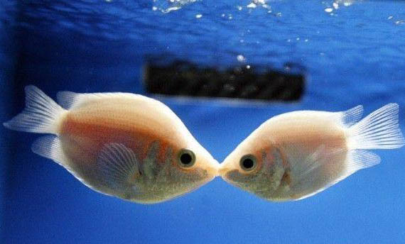 公母接吻魚能混養嗎