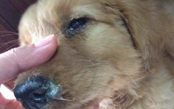 狗狗細小和腸炎有沒有影響