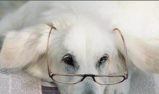 為什么有的狗提后腿撒尿